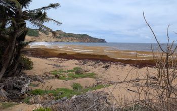 Sargassum washing onto a beach in Guadeloupe