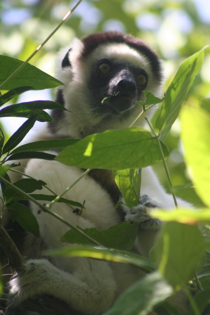 Trees for Days, Madagascar lemur