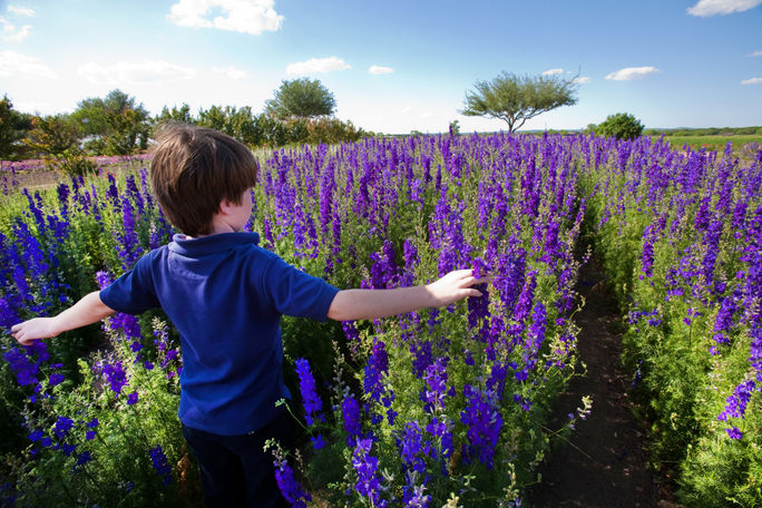 Destinations Famous for Their Blooms

fredericksburg, texas, wildflowers, flower tourism, farm tourism