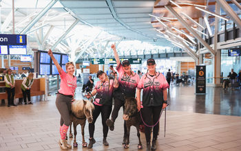 Therapy horses at YVR