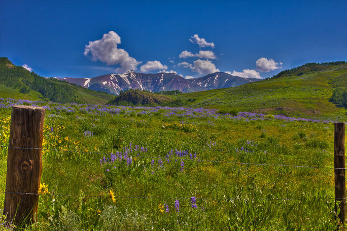 Wildflowers in Crested Butte Wildflowers, Colorado, Crested Butte