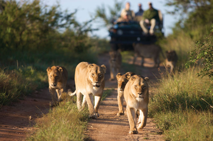 Stars of Africa: Lions on Kapama game drive