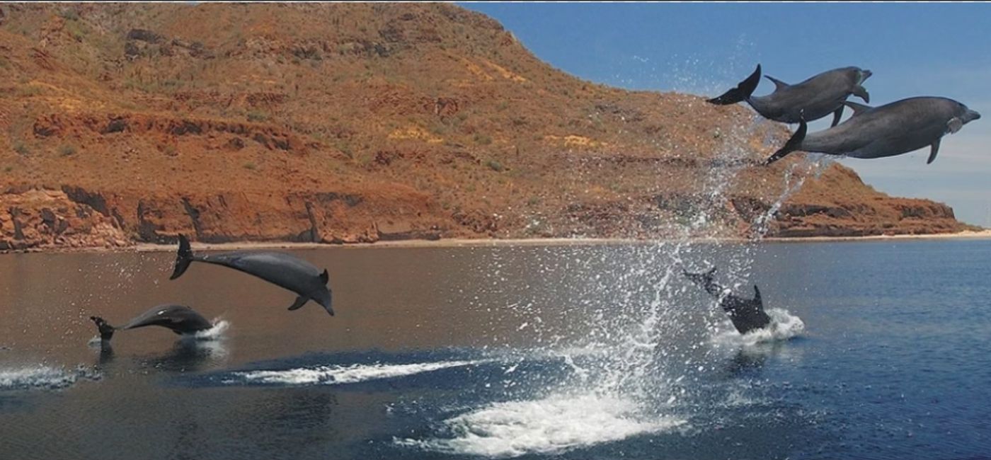 Image: Dolphins in Loreto (Photo Credit: Baja California Sur Tourism Board)