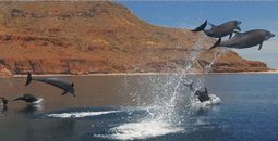 Dolphins in Loreto