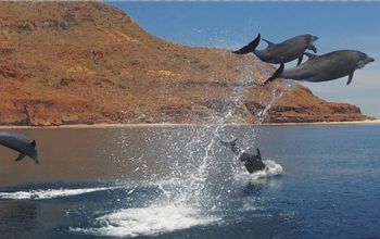 Dolphins in Loreto