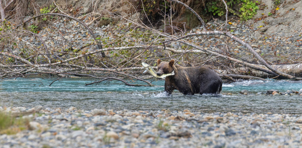 Bute Inlet Grizzly
