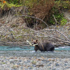 Bute Inlet Grizzly