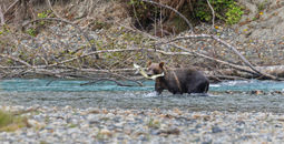 Bute Inlet Grizzly