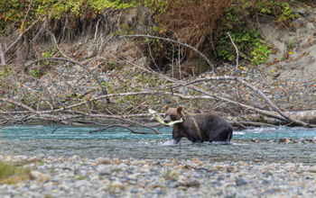 Bute Inlet Grizzly