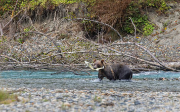 Bute Inlet Grizzly