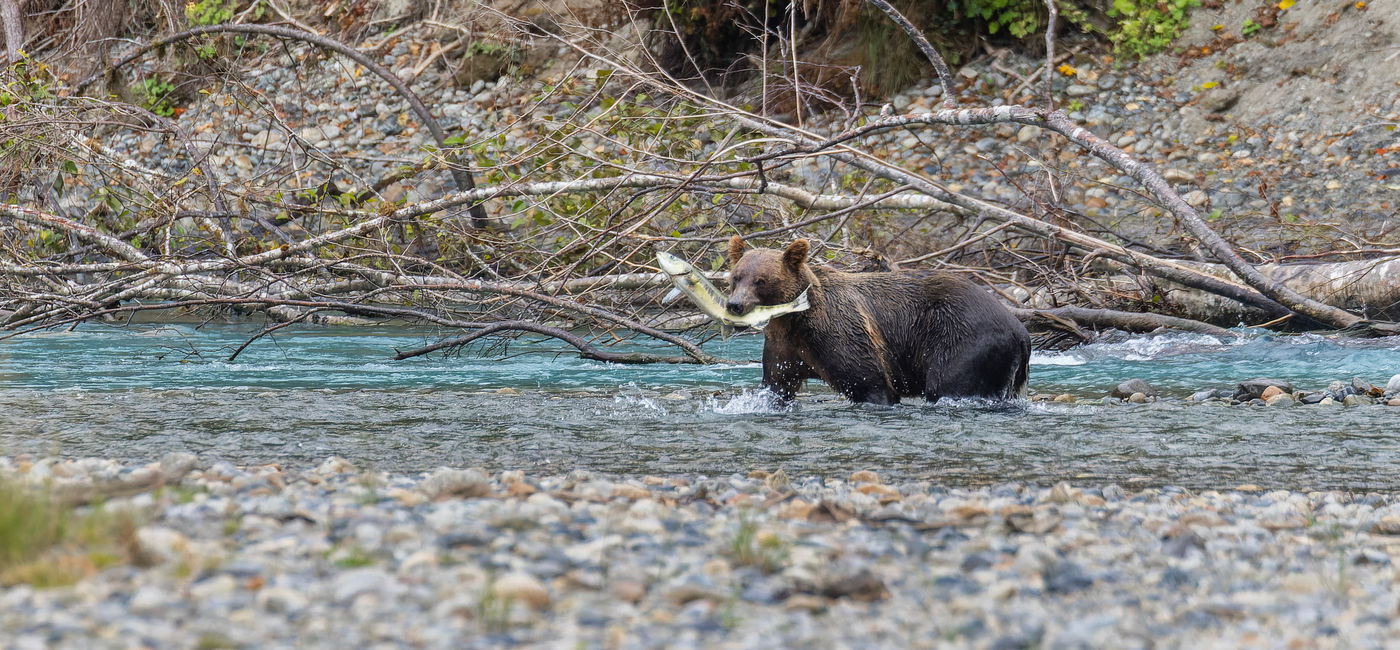 Image: A grizzly along the shore of Bute Inlet, B.C. (Photo Credit: Liron Gertsman/Naturally Pacific Resort)