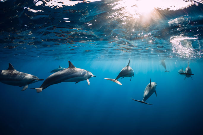 Swimming with dolphins