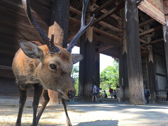 Nara, Nara deer, conservation, japan wildlife