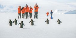 Lindblad Expeditions, Antarctica, penguins, Antarctica wildlife
