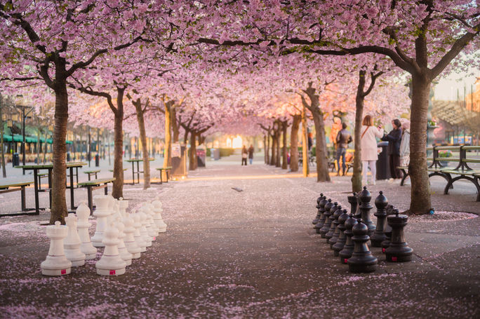 Cherry trees blooming at Kungsträdgarden in Stockholm, Sweden.