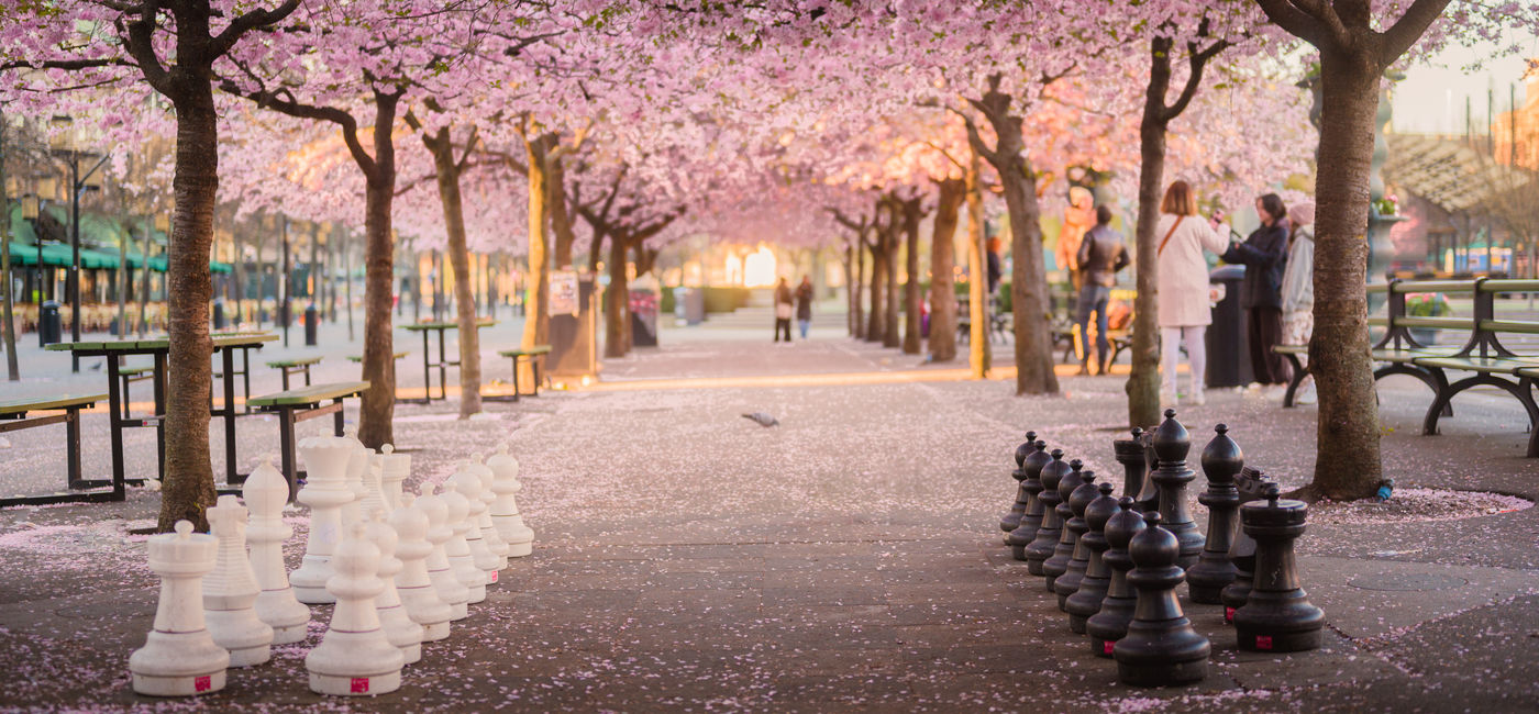 Image: Cherry trees blooming at Kungstr?dgarden in Stockholm, Sweden. (Photo Credit: Adobe Stock/Kayro)