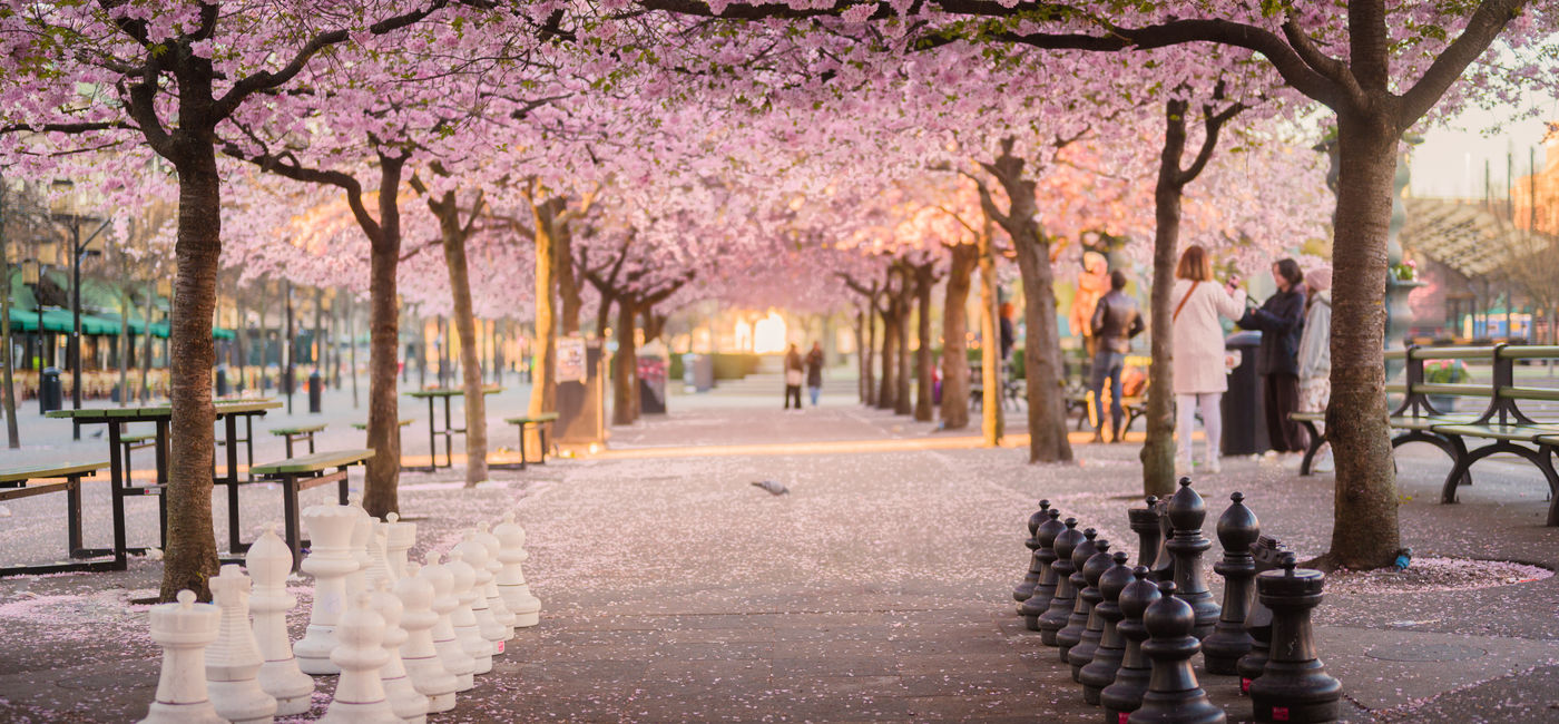 Image: Cherry trees blooming at Kungsträdgarden in Stockholm, Sweden. (Photo Credit: Adobe Stock/Kayro)