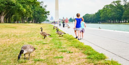 Summer in Washington, DC