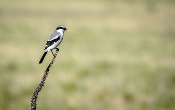 Loggerhead shrike