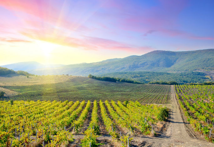 Daybreak at a vineyard in the Barossa Valley, Australia. Daybreak at a vineyard in the Barossa Valley, Australia.