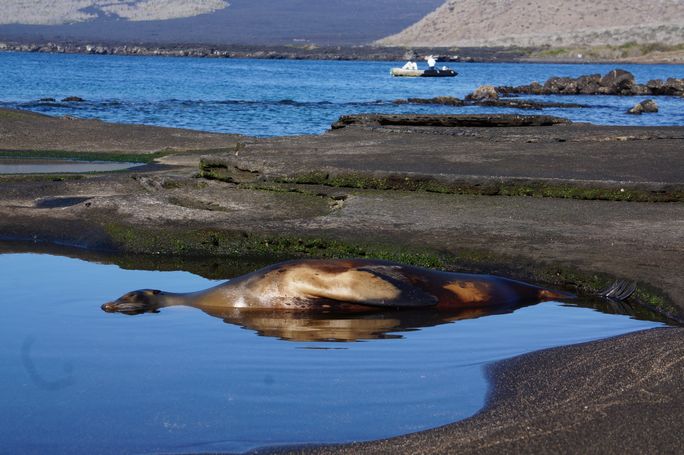 Sea lion sunbathing in the Galapagos