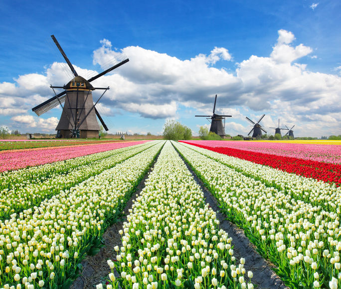 Destinations Famous for Their Blooms

Windstar Cruises, tulip fields, amsterdam, netherlands, flower tourism, spring travel