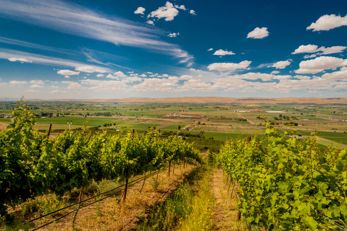 Weinberg im Yakima Valley in Washington