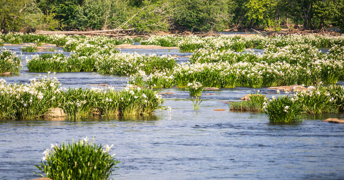 Destinations Famous for Their Blooms

olde english district of south carolina, rocky shoals spider lily, flower tourism, nature tourism