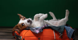 Traveling with a dog