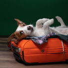 Traveling with a dog