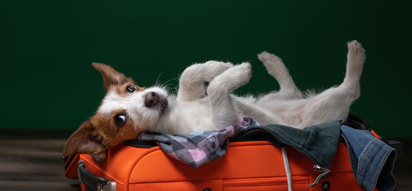 Image: Jusqu’à présent, les chiens et autres animaux dépassant 10 kilos devaient être transportés en soute (Photo Credit: annaav/Adobe)