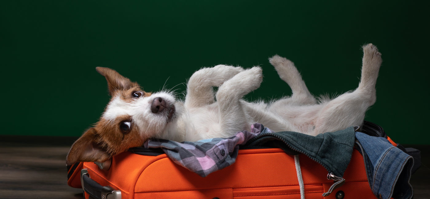 Image: Traveling with a dog. (Photo Credit: annaav/Adobe)