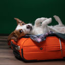 Traveling with a dog