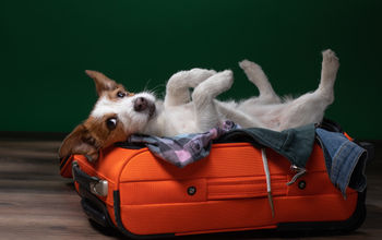 Traveling with a dog