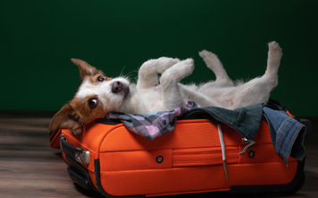 Traveling with a dog