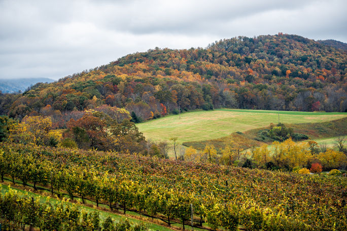 Vineyard in the Monticello AVA region of Virginia in autumn. Vineyard in the Monticello AVA region of Virginia in autumn.