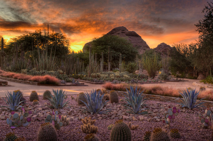 desert botanical garden, phoenix, green tourism, nature tourism, flower tourism