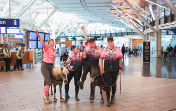 Vancouver Airport Miniature Horses