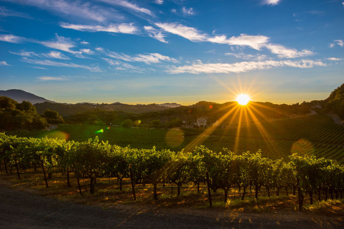 Napa Valley Vineyard Sunset Napa Valley Vineyard Sunset