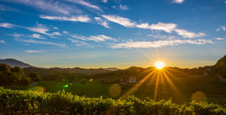 Napa Valley Vineyard Sunset