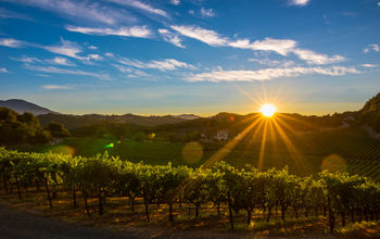 Napa Valley Vineyard Sunset