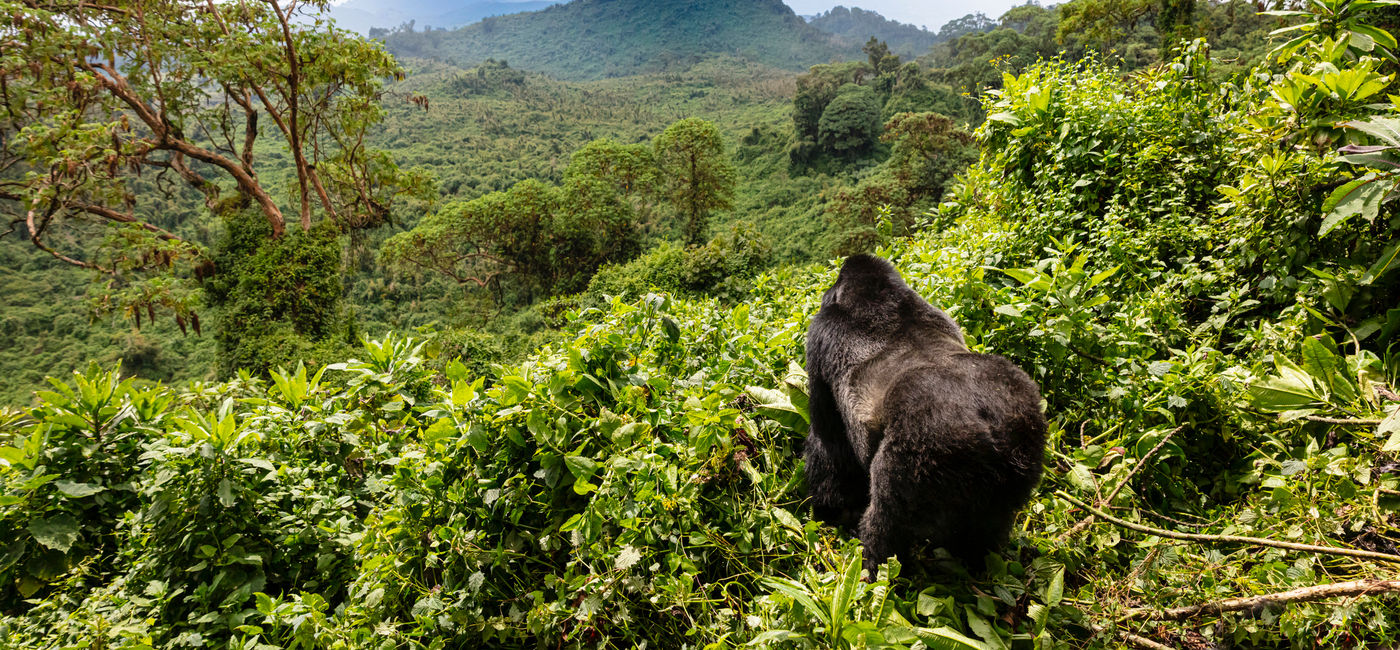 Image: Mountain gorilla in Rwanda's Volcanoes National Park. (photo via iStock/Getty Images Plus/Dennis Stogsdill)