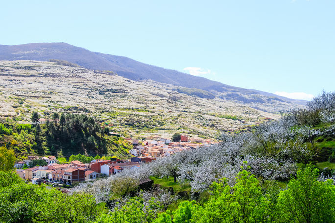 Blooming cherry trees in Valle del Jerte, Spain.