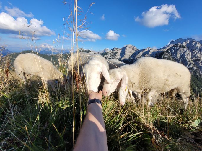 Sheep salting. Sheep salting.