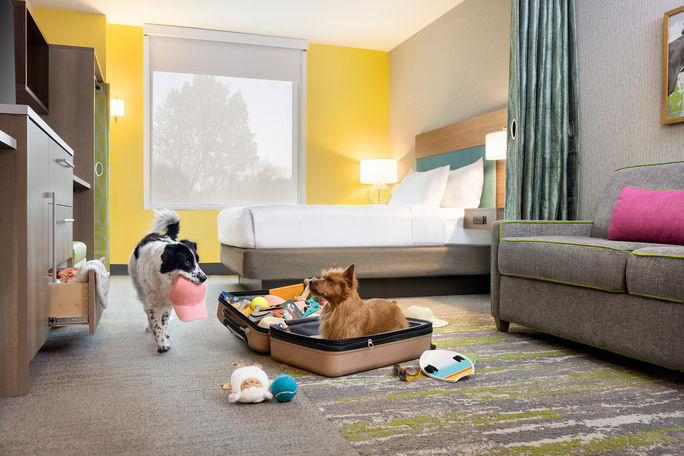 Dogs enjoying a Home2 Suites by Hilton guest room Home2 Suites by Hilton, Hilton, pet-friendly, dog, pets
