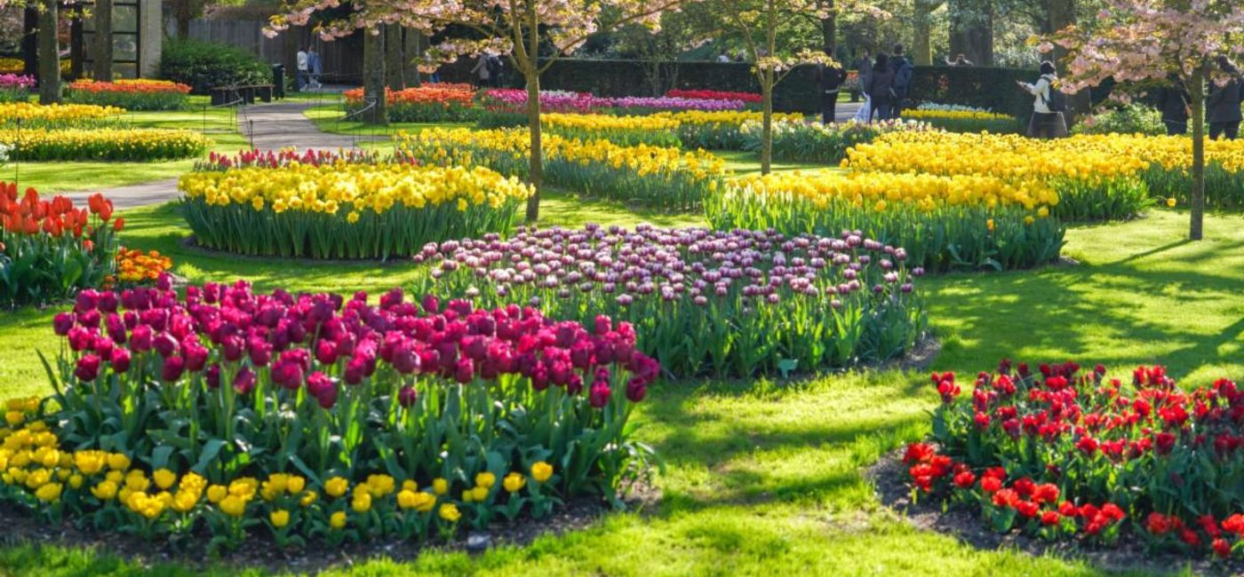 Image: Tulip time in the Netherlands offers a riot of colours. (Photo Credit: AmaWaterways)
