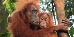 G-Adventures Indonesia Orangutans