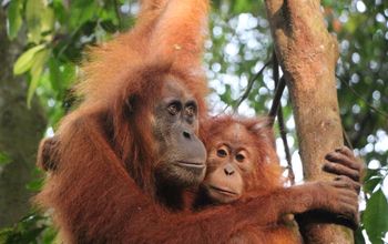 G-Adventures Indonesia Orangutans