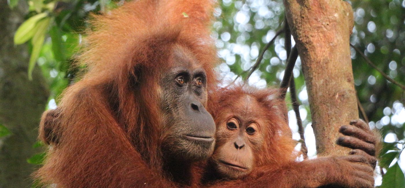 Image: G-Adventures Indonesia Orangutans (Photo Credit: G-Adventures)