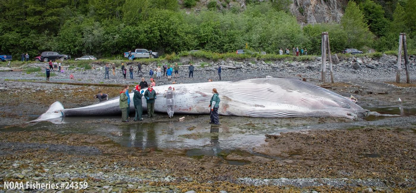 Image: Experts examine the dead fin whale (Photo Credit: Alaska SeaLife Center/Kaiti Grant, NOAA Fisheries Permit #24359)